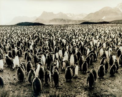 Penguin Colony, South Georgia, South Atlantic Ocean.